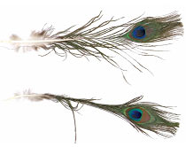 Peacock Feathers