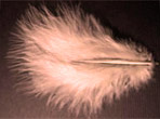 Black Feather