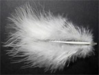 White Feather